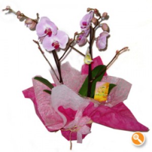 Phalaenopsis Cor de rosa