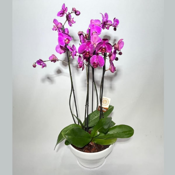 Taça de orquídeas Pink