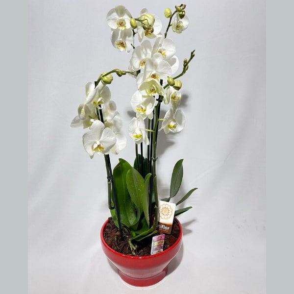 Taça de orquídeas Elegância