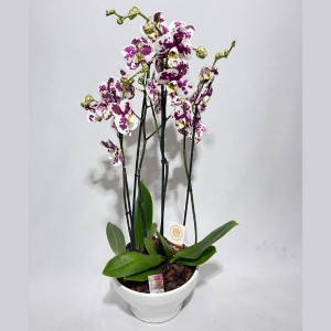 Taça de orquídeas Fascínio