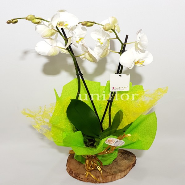 Vaso de Orquídeas Brancas
